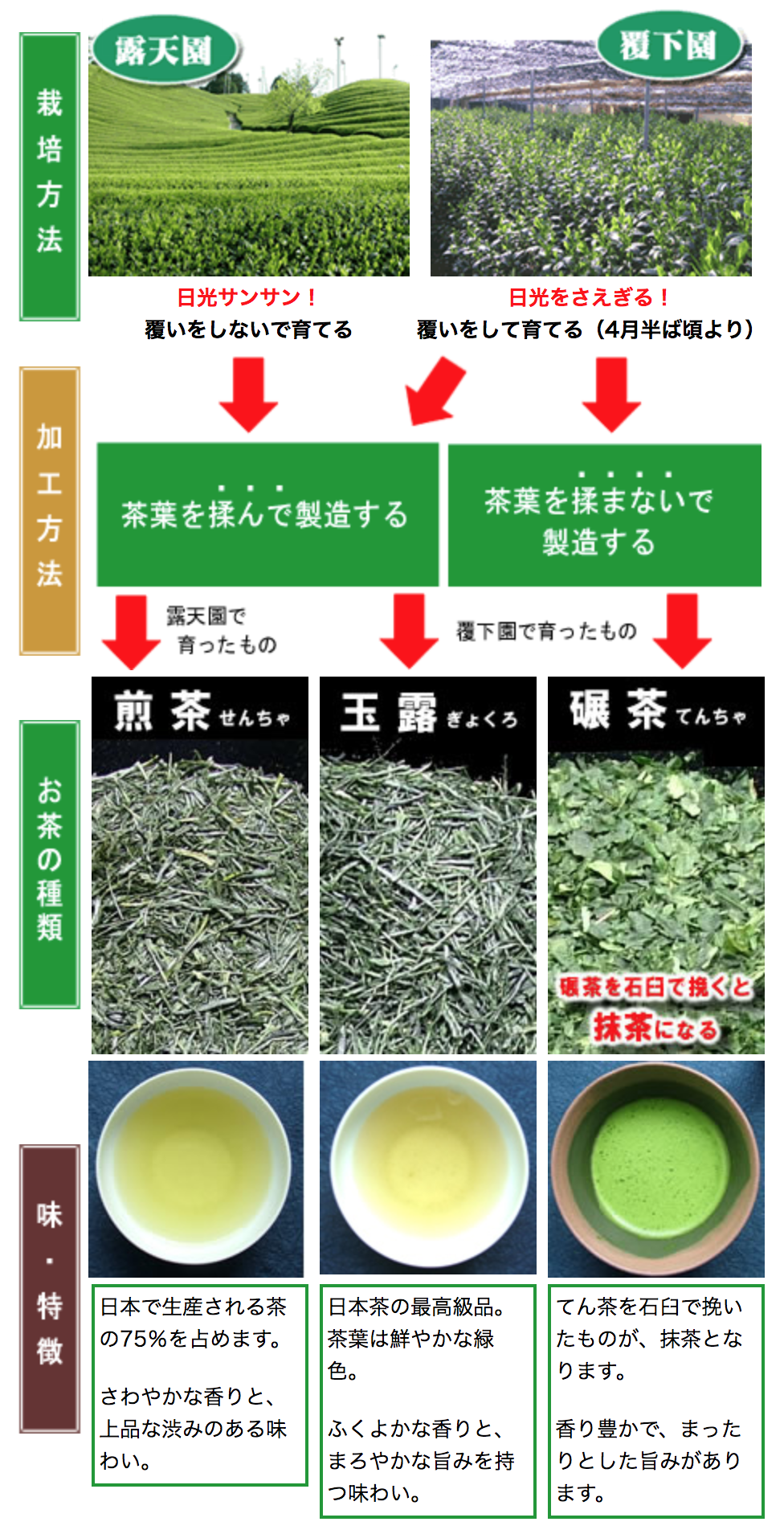 お茶 日本茶 緑茶 の種類 アニメで学ぶ 京都 舞妓の茶本舗